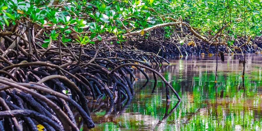 Zanzibar: Jozani Forest and Swim with Sea Turtles. - Jozani Forest and its famous Red Colobus Monkeys