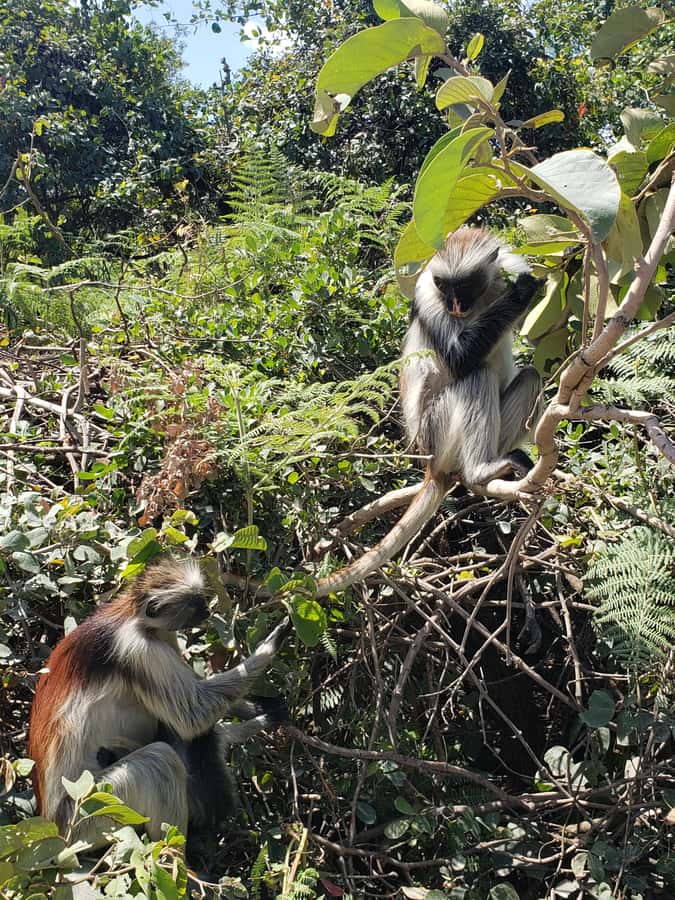 Zanzibar: Jozani forest, Butterfly center & Salaam cave tour - Why this Zanzibar day works so well