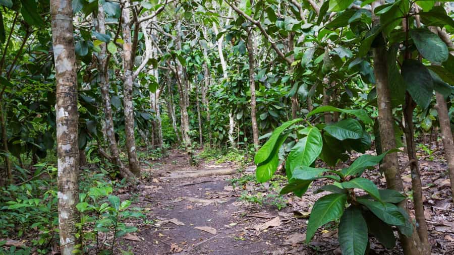 Zanzibar: Jozani forest, Butterfly center & Salaam cave tour - Mangroves, photographs, and a local cultural moment