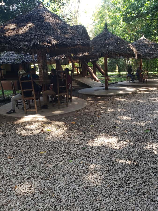 Zanzibar: Jozani forest, Butterfly center & Salaam cave tour - Swimming with turtles at Salaam Cave