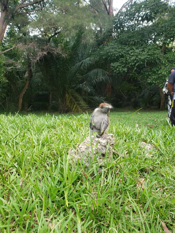 Zanzibar: Jozani forest, Butterfly center & Salaam cave tour - My booking advice
