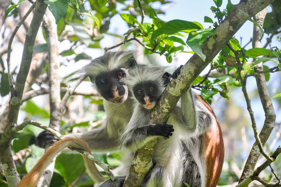 Zanzibar: Jozani forest, Butterfly center & Salaam cave tour - FAQ