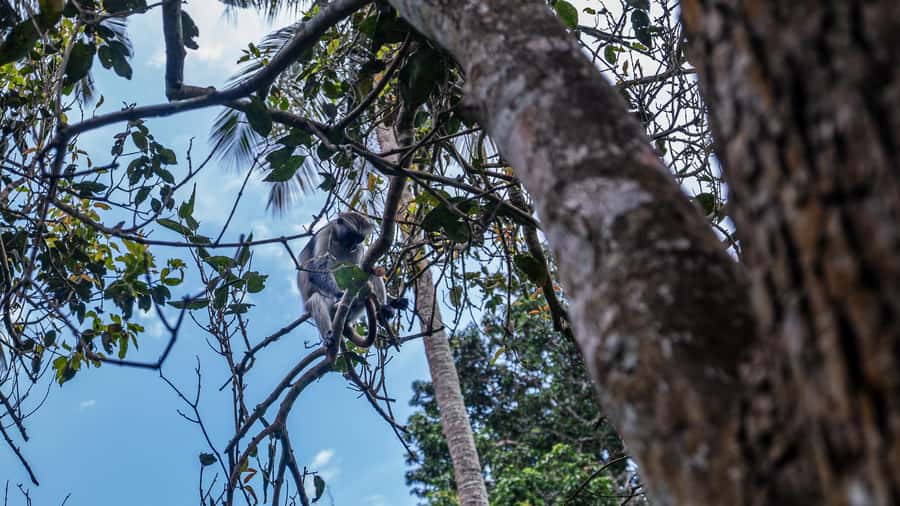 Zanzibar: Jozani Forest Guided Tour,Red Colobus and transfer - What makes the red colobus sighting special