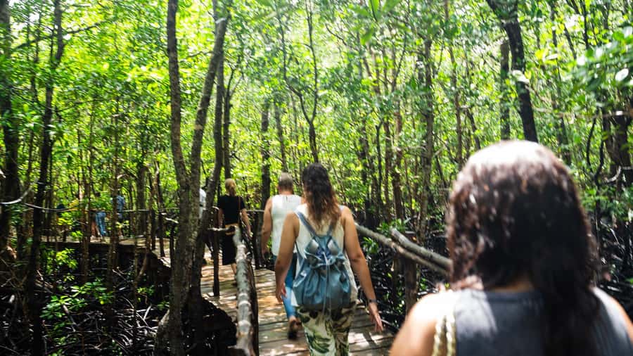 Zanzibar: Jozani Forest Guided Tour,Red Colobus and transfer - What you are likely to see, and what you may miss