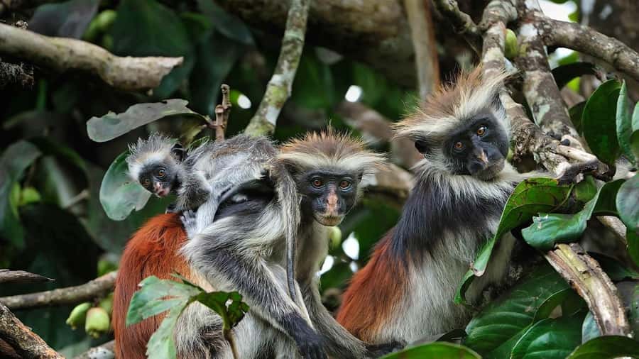 Zanzibar: Jozani Forest, Kuza Cave and Stand Up Paddle Tour - Key points to know before booking
