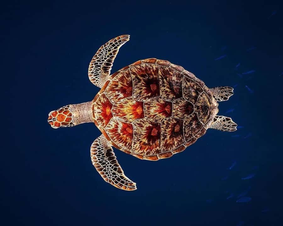 Zanzibar: Jozani Forest, Kuza Cave and Stand Up Paddle Tour - Starting with private pickup from your hotel
