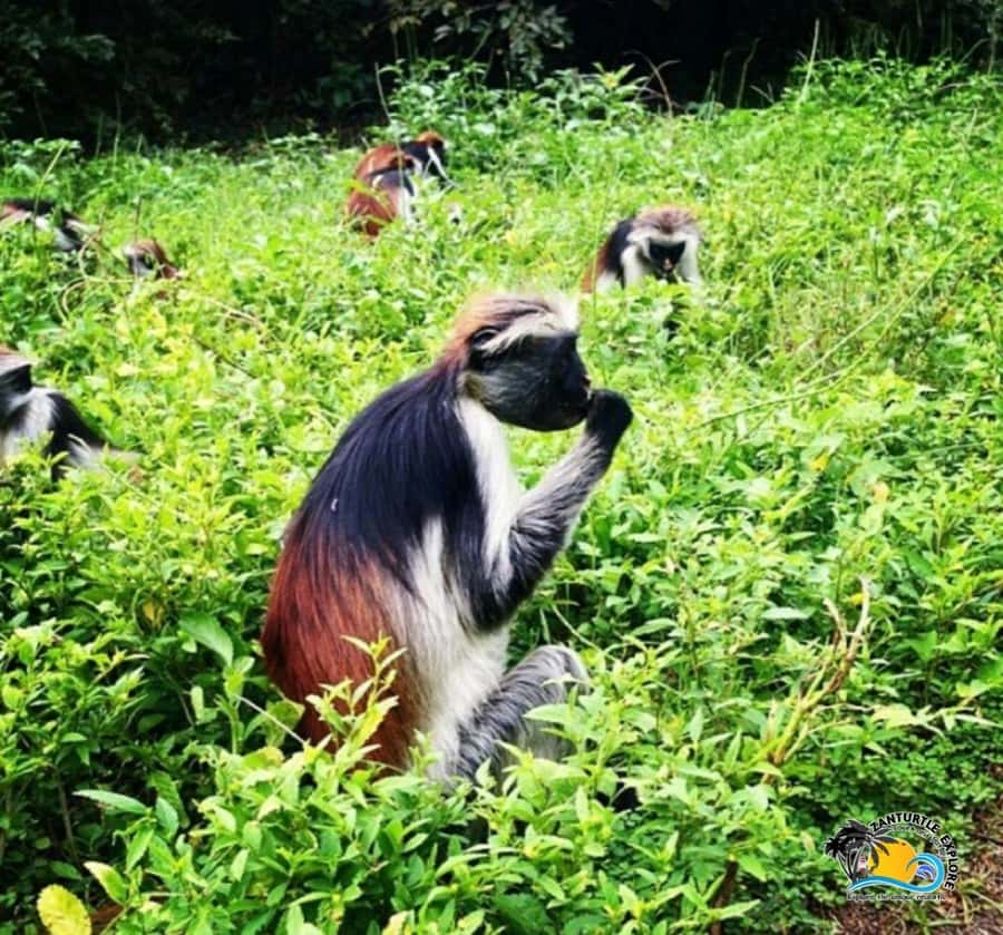 Zanzibar: Jozani Forest, Kuza Cave & Salaam Cave Aquarium - Transport, timing, and guide language