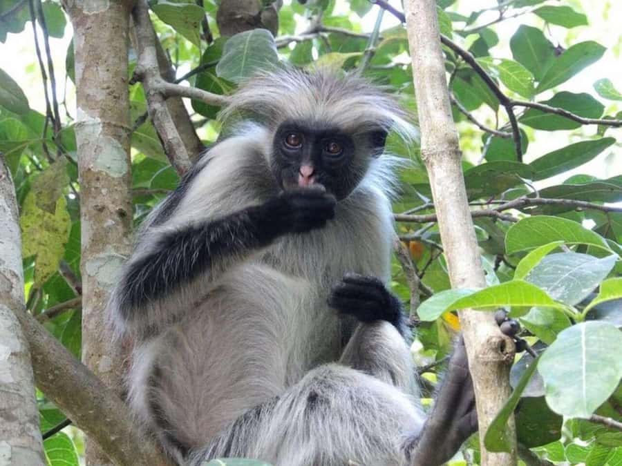ZANZIBAR: Jozani Forest Monkey Tour and The Rock Restaurant - The coastal drive to Pingwe