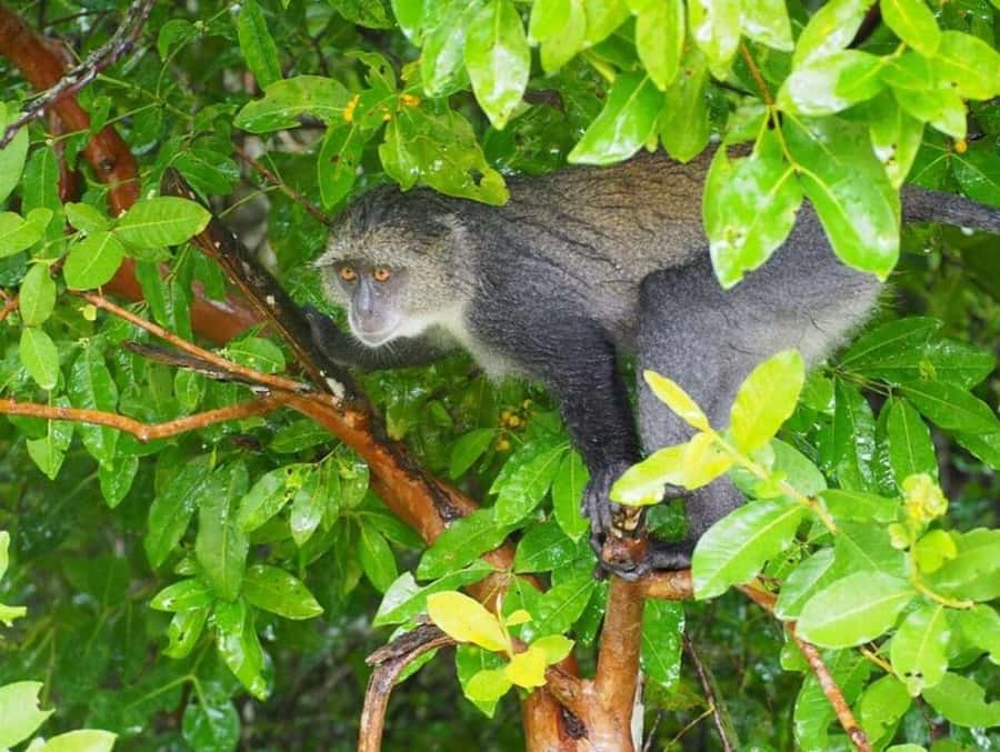 ZANZIBAR: Jozani Forest Monkey Tour and The Rock Restaurant - Why the two stops work together