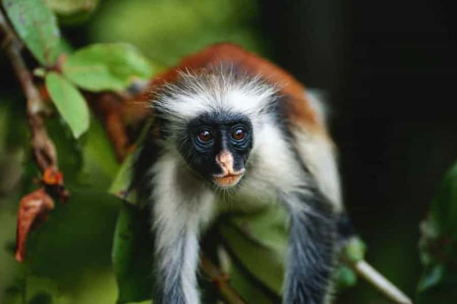 ZANZIBAR: Jozani Forest Monkey Tour and The Rock Restaurant - Guides, languages, and private groups