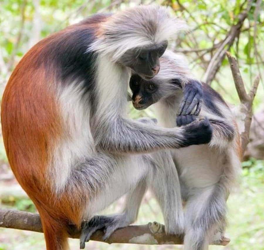ZANZIBAR: Jozani Forest Monkey Tour and The Rock Restaurant - Is $99 per person a fair price?