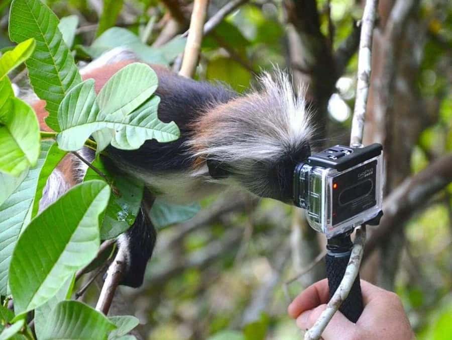 ZANZIBAR: Jozani Forest Monkey Tour and The Rock Restaurant - Who should book this experience?
