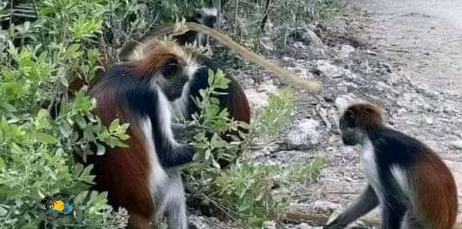 Zanzibar: Jozani Forest National Park Guided Tour - Meeting Zanzibar’s Red Colobus Monkeys