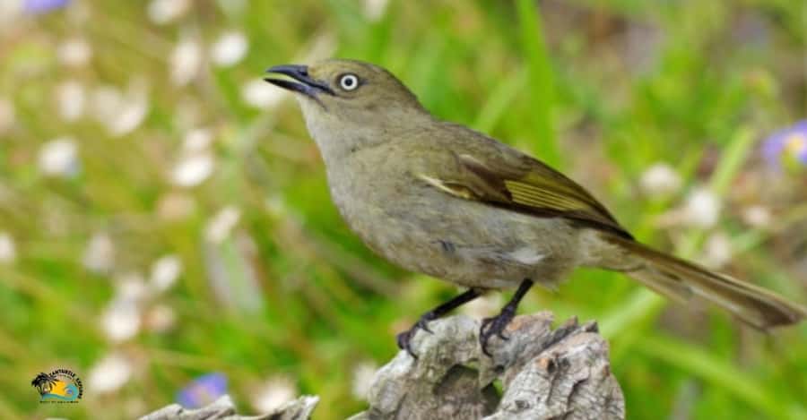 Zanzibar: Jozani Forest National Park Guided Tour - Walking Through Ancient Hardwood Forest
