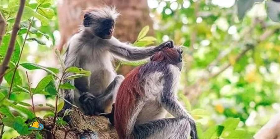 Zanzibar: Jozani Forest National Park Guided Tour - A Short Route With Plenty to Notice