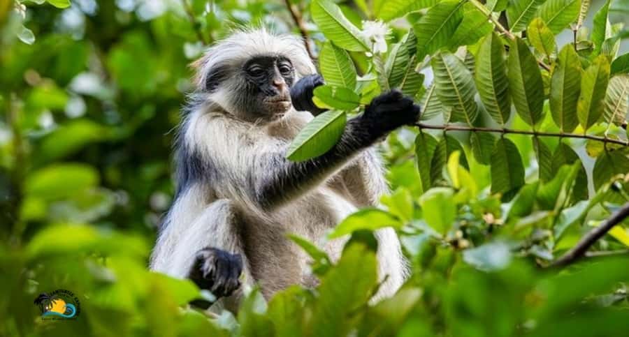 Zanzibar: Jozani Forest National Park Guided Tour - What $47 Buys You