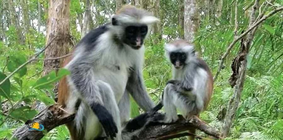 Zanzibar: Jozani Forest National Park Guided Tour - The Mangrove Boardwalk Over the Swamp