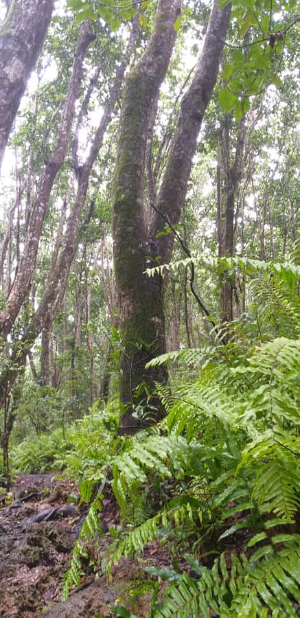 Zanzibar: Jozani Forest & Red Colobus Monkeys Private Tour - Finding the red colobus monkeys