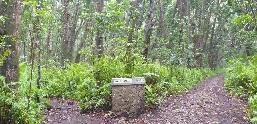 Zanzibar: Jozani Forest & Red Colobus Monkeys Private Tour - The mangrove boardwalk and wetland life