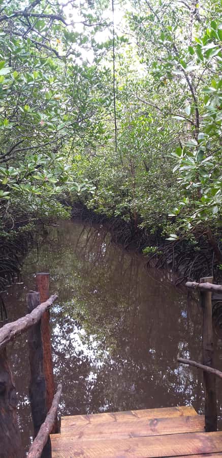 Zanzibar: Jozani Forest & Red Colobus Monkeys Private Tour - Who will enjoy this private forest visit