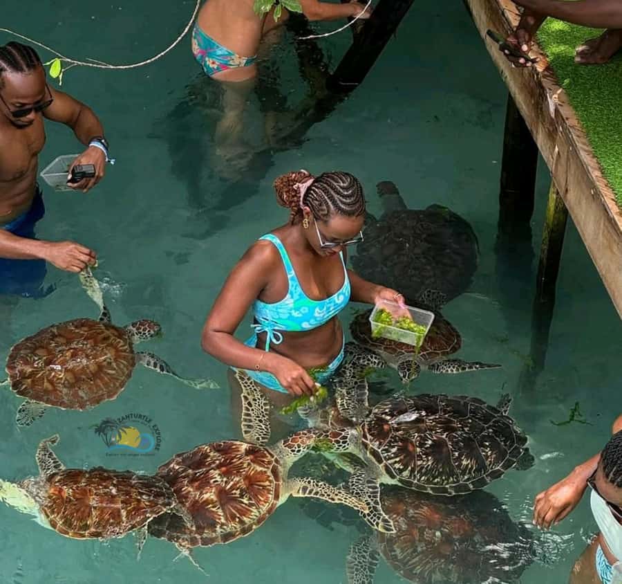 Zanzibar: Jozani Forest & Salaam Cave Sea Turtles Swim Tour - Who will enjoy this Zanzibar combination