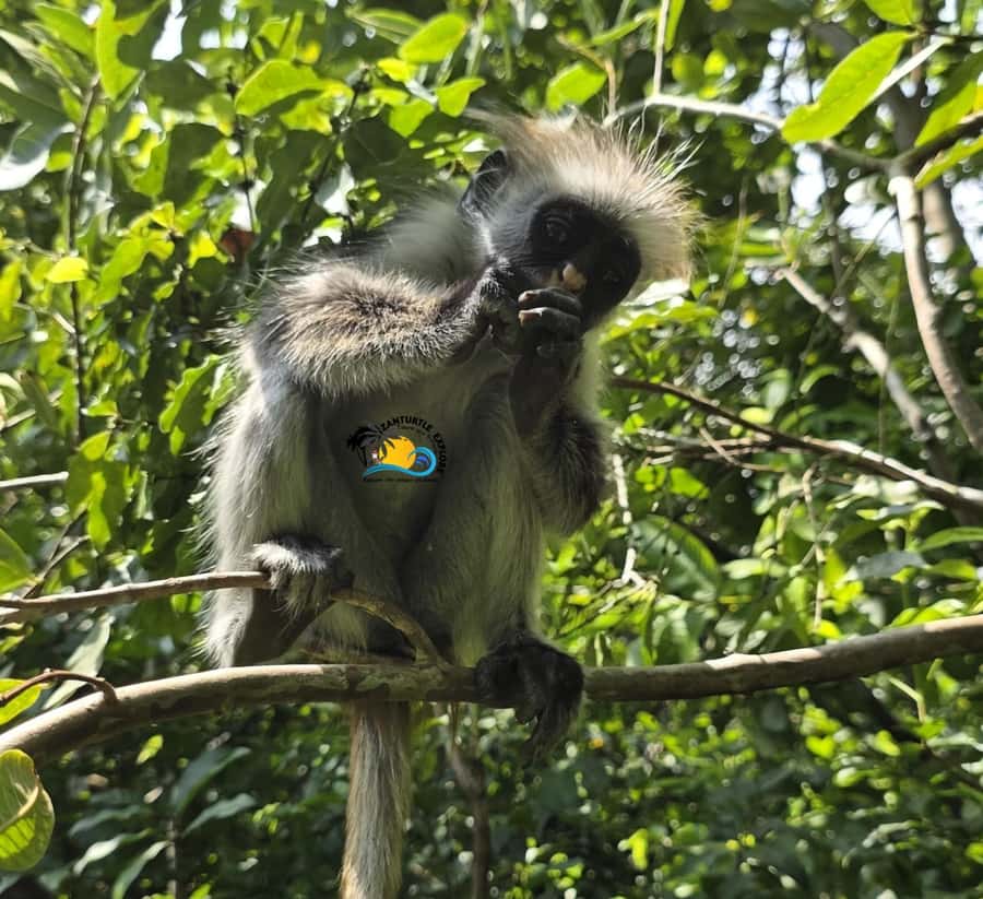 Zanzibar: Jozani Forest & Salaam Cave Sea Turtles Swim Tour - Jozani Forest and Zanzibar’s rare red colobus monkeys