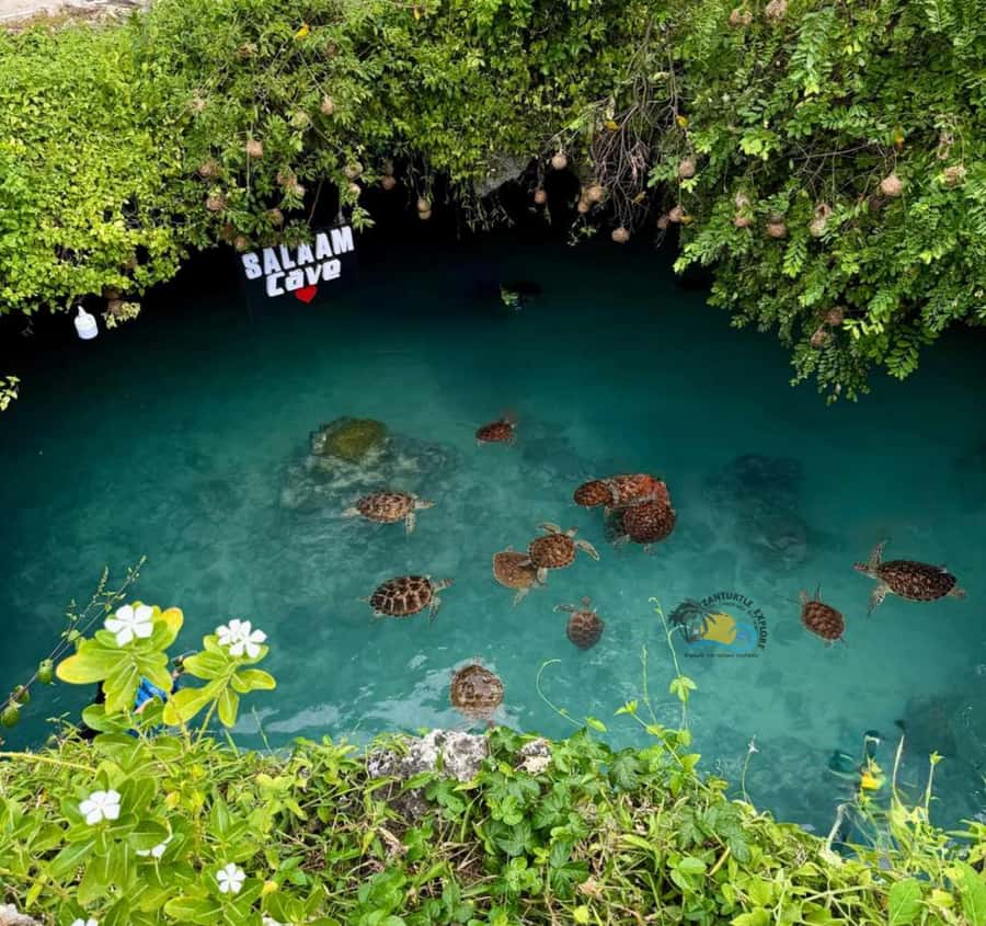 Zanzibar: Jozani Forest & Salaam Cave Sea Turtles Swim Tour - Salaam Cave brings an underground change of mood