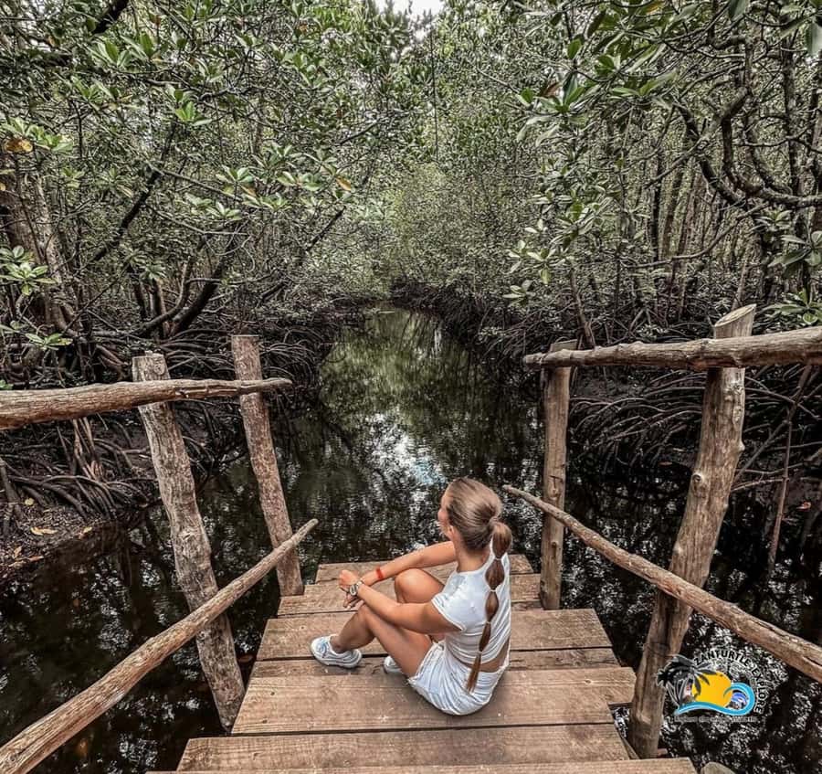 Zanzibar: Jozani Forest & Salaam Cave Sea Turtles Swim Tour - Guide quality and language deserve a careful check