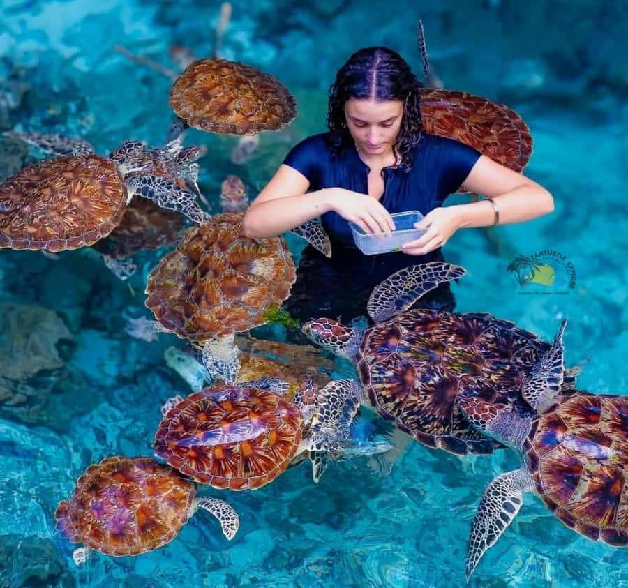 Zanzibar: Jozani Forest & Salaam Cave Sea Turtles Swim Tour - The mangrove boardwalk adds a calmer second walk