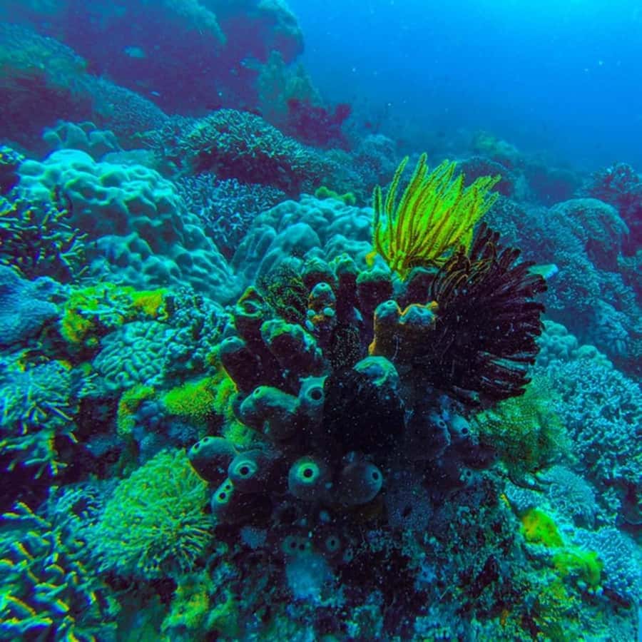 ZANZIBAR: Jozani Forest,Salaam Cave, The Rock & Blue Lagoon - A big day across Zanzibar’s south