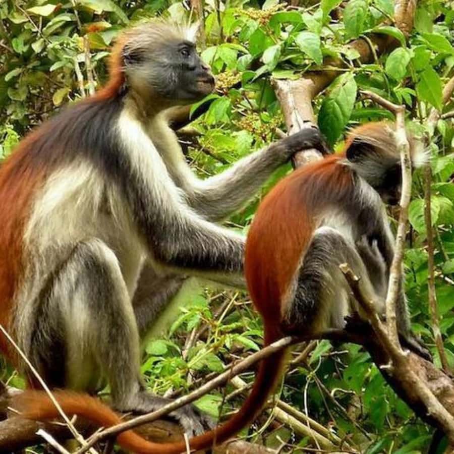 ZANZIBAR: Jozani Forest,Salaam Cave, The Rock & Blue Lagoon - What the guide adds