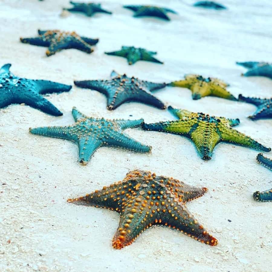 ZANZIBAR: Jozani Forest,Salaam Cave, The Rock & Blue Lagoon - Who will enjoy this tour most