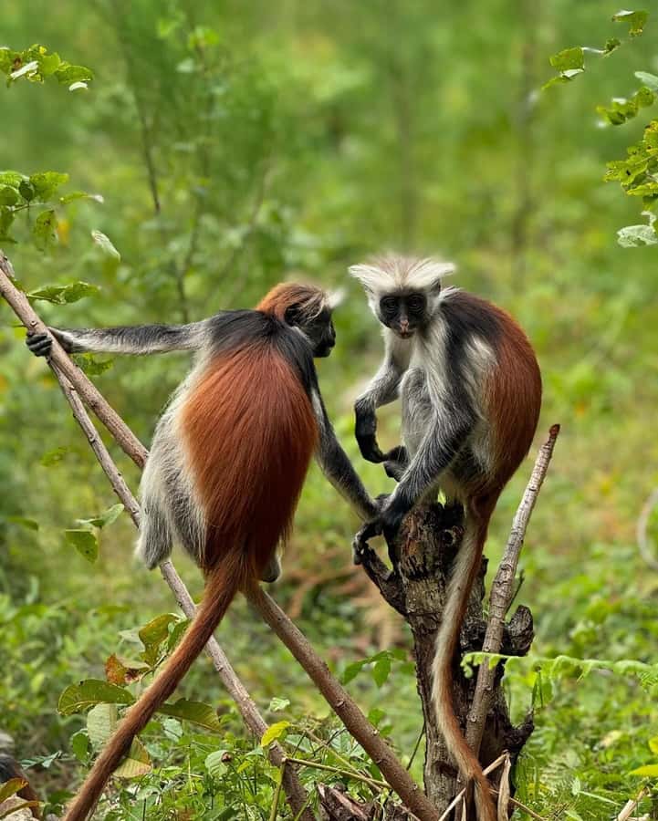 Zanzibar: Jozani Forest, Salaam & Maalum Caves and Sunset - Key points at a glance