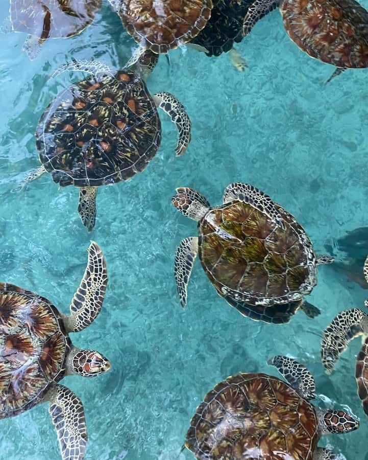 Zanzibar: Jozani Forest, Salaam & Maalum Caves and Sunset - Salaam Cave and the sea turtle encounter