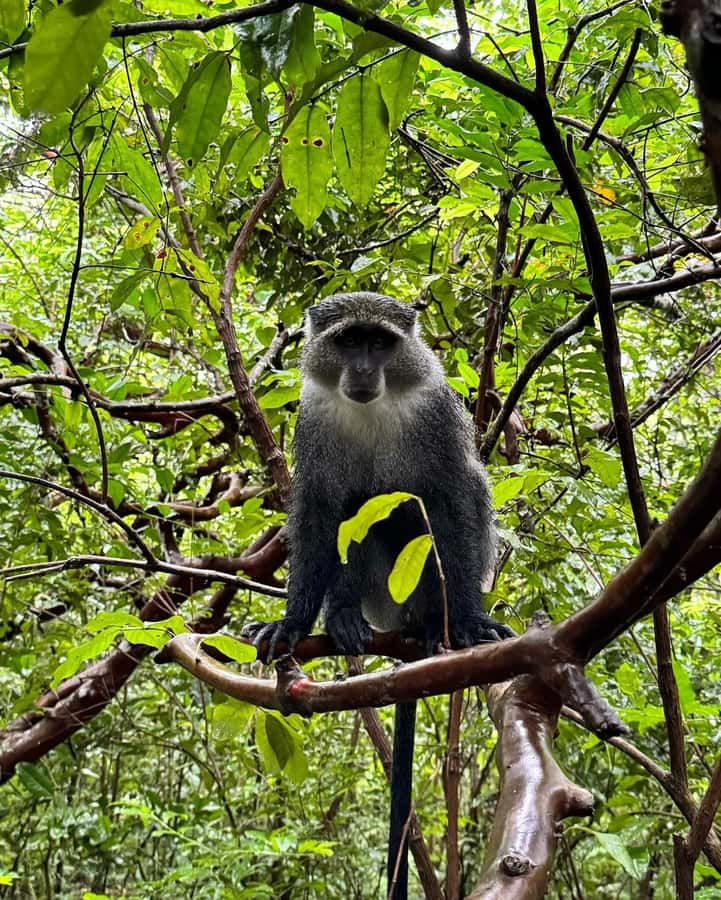 Zanzibar: Jozani Forest, Salaam & Maalum Caves and Sunset - Maalum Cave, fresh water, and quiet jungle