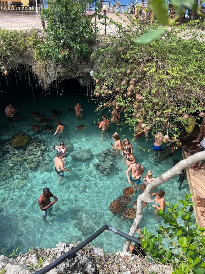 Zanzibar: Jozani Forest & Sea Tortoises Sanctuary Tour - Key points before you book