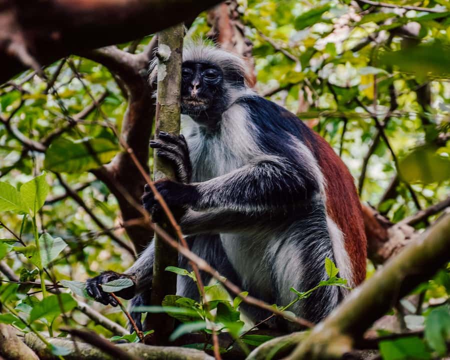 Zanzibar: Jozani Forest & Sea Tortoises Sanctuary Tour - A 30 minute transfer to Kizimkazi and Salaam Cave