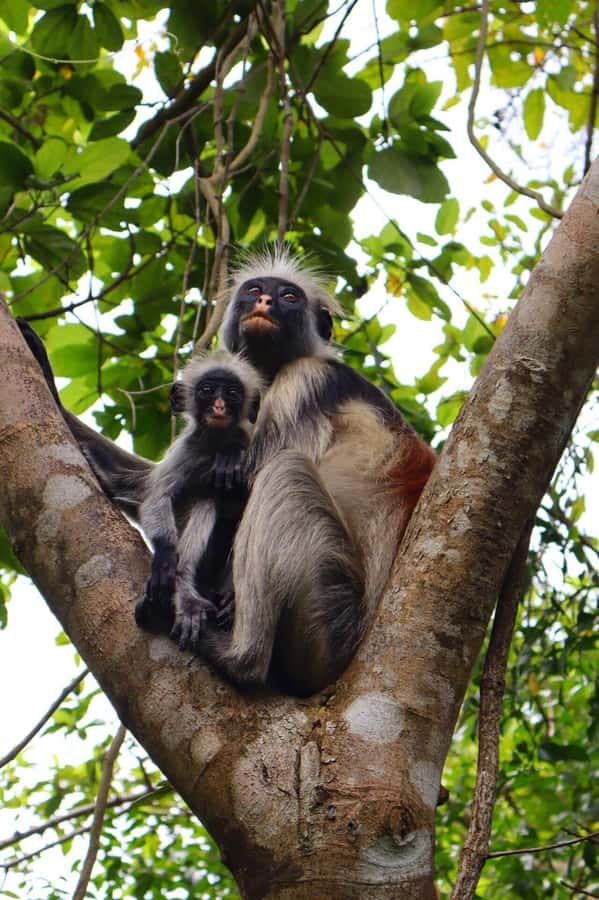 Zanzibar: Jozani Forest & Sea Tortoises Sanctuary Tour - What the $75 price covers