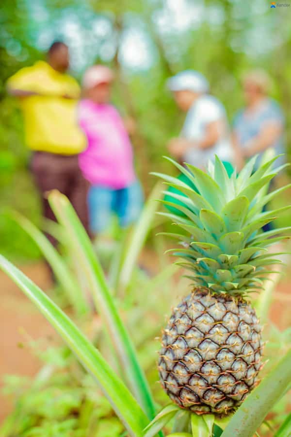 Zanzibar:Jozani forest, Spice farm with Swahili Cuisine clas - The cooking class is more than a spice tasting