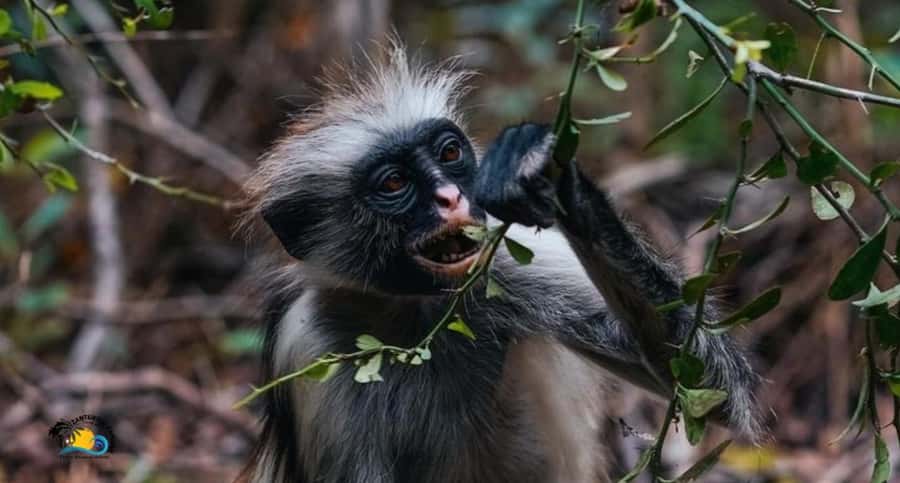 Zanzibar: Jozani Forest Tour and The Rock Restaurant - Key points to know before you book