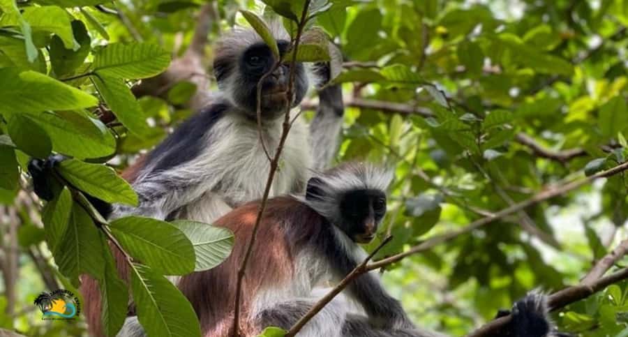 Zanzibar: Jozani Forest Tour and The Rock Restaurant - Jozani Forest brings Zanzibar’s rare monkeys close