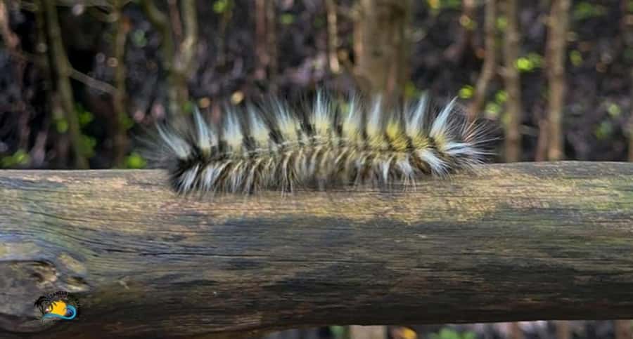 Zanzibar: Jozani Forest Tour and The Rock Restaurant - The mangrove boardwalk changes the feel of the tour