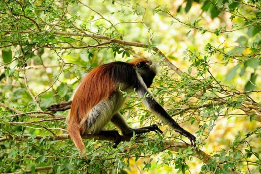 Zanzibar: Jozani forest tour & Spice farm tour with lunch - Walking through Zanzibar’s spice farms