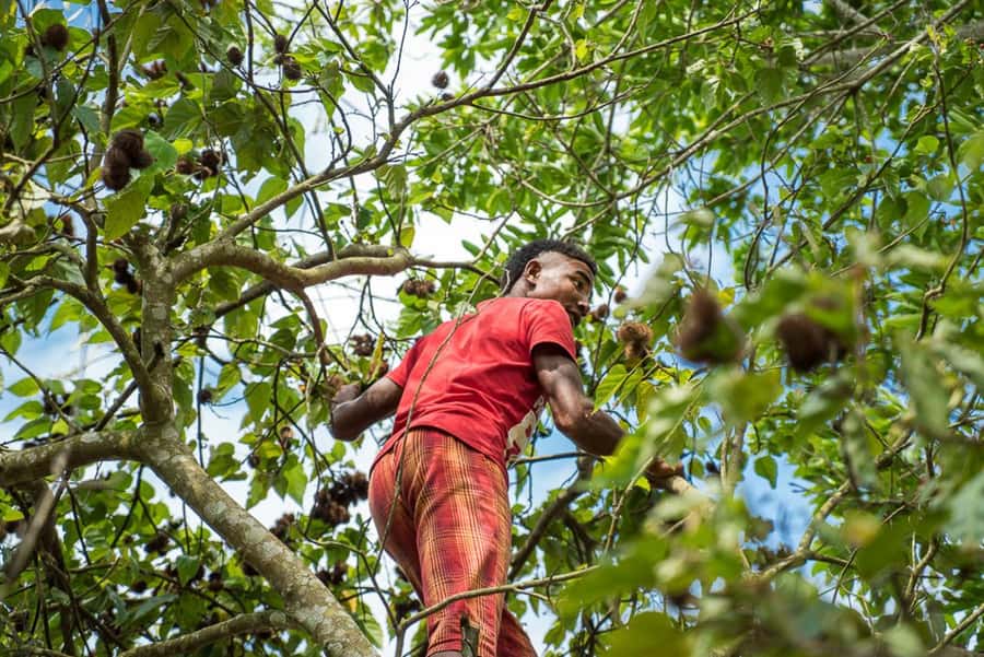 Zanzibar: Jozani forest tour & Spice farm tour with lunch - Pilau, fruit, and lunch on the farm