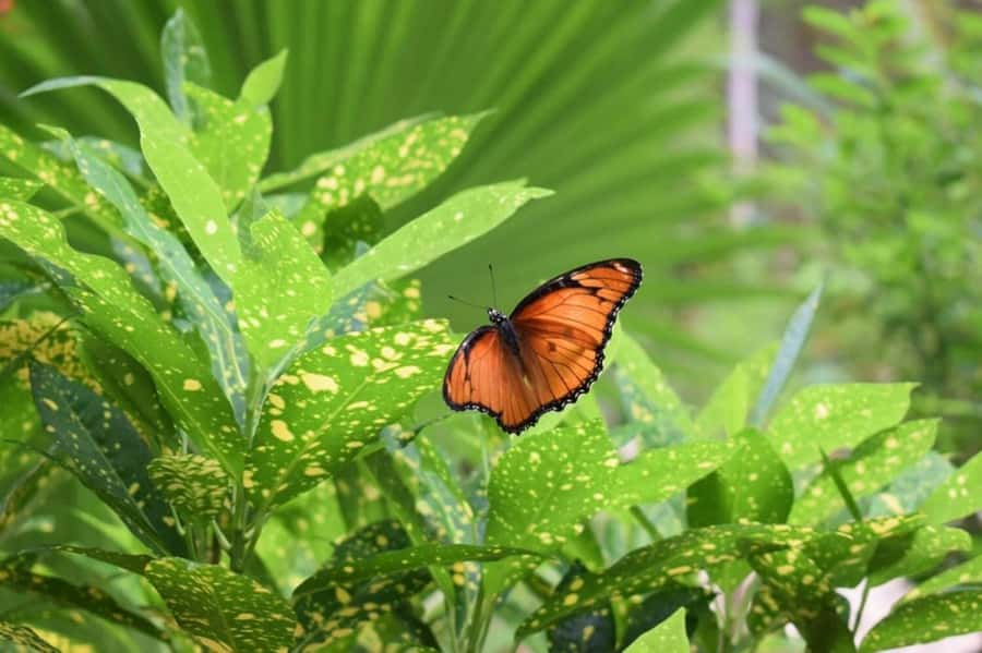 Zanzibar: Jozani forest tour & Spice farm tour with lunch - The guides make a real difference