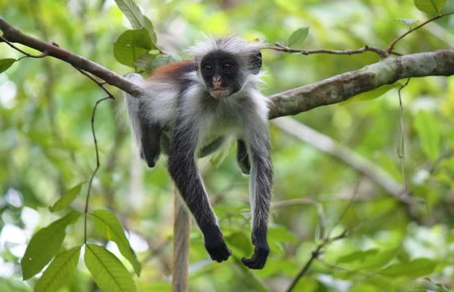 Zanzibar: Jozani Forest Watching Colobus Monkeys Guided Tour - The mangrove boardwalk adds a second side of Zanzibar