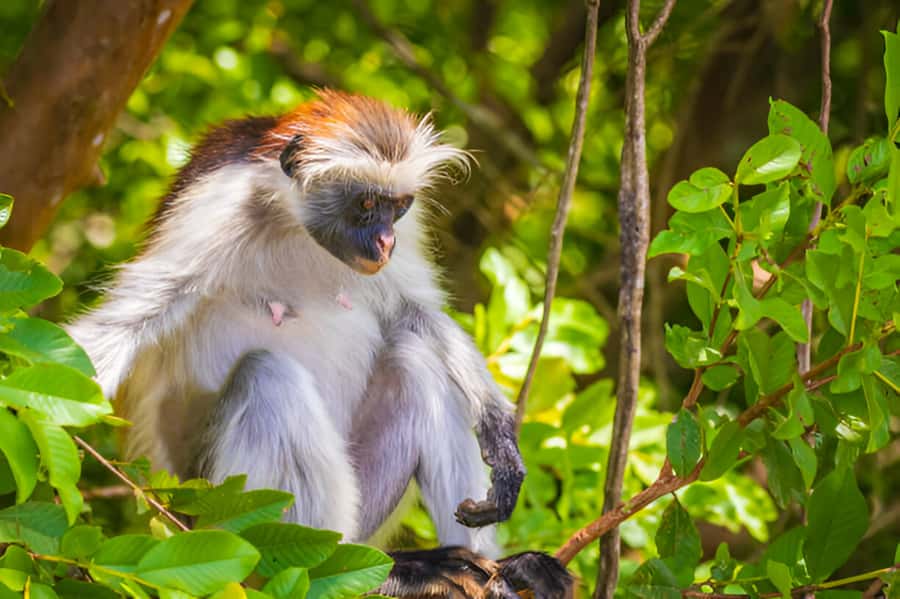Zanzibar: Jozani Forest Watching Colobus Monkeys Guided Tour - Learning about Jozani’s past and conservation work