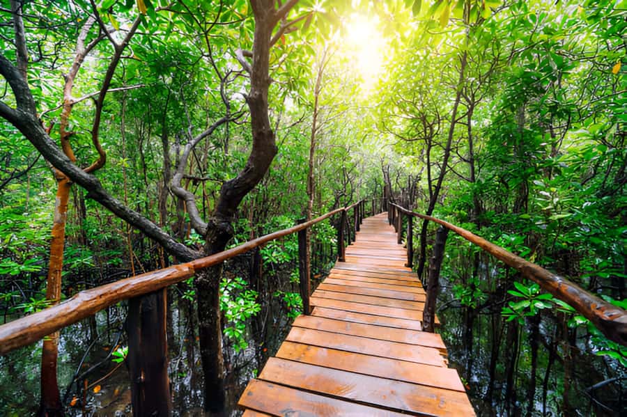 Zanzibar: Jozani Forest Watching Colobus Monkeys Guided Tour - Nearby villages and the human side of the outing