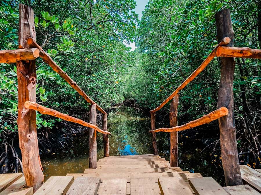 Zanzibar: Jozani Forest Watching Colobus Monkeys Guided Tour - What the $38 price really covers