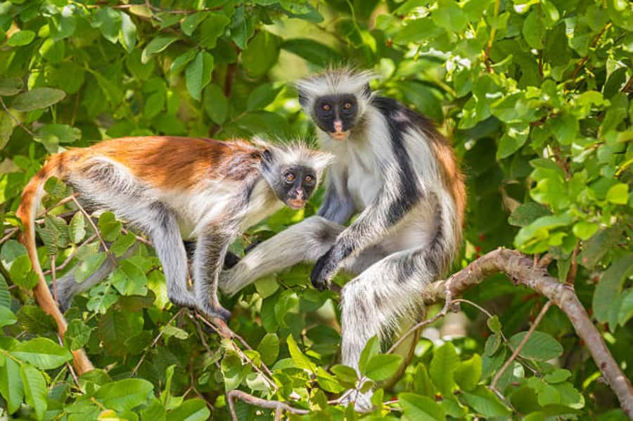 Zanzibar: Jozani Forest Watching Colobus Monkeys Guided Tour - Who will enjoy this forest tour most